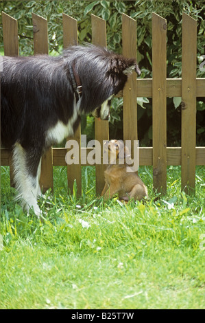 dachshund whelp and hybrid dog Stock Photo