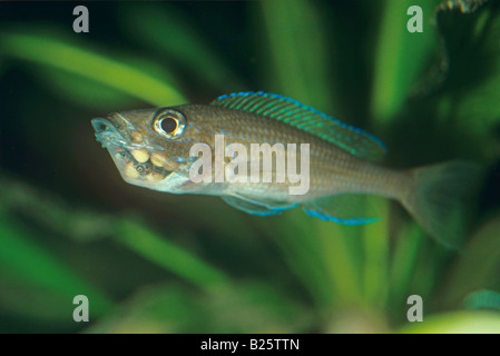 Blue Acara (Andinoacara pulcher). Mouthbrooding Cichlid with young in mouth Stock Photo