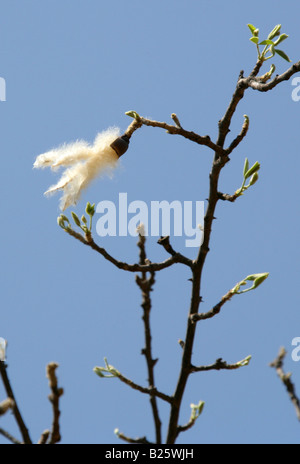 Kapok, Pochote or Silk Cotton Tree, Ceiba aesculifolia, Oaxaca, Mexico Stock Photo