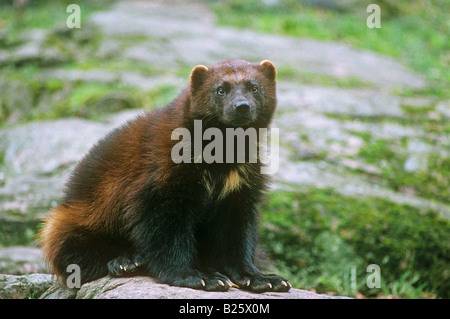 wolverine - sitting on rock / gulo gulo Stock Photo