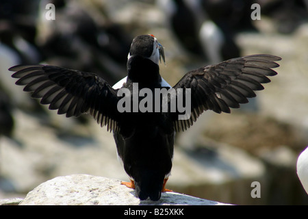 Puffin (Fratercula arctica) displaying wings at Farne Islands Northumberland Stock Photo