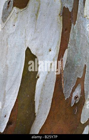 Bark of the Snow Gum Eucalyptus tree in Poolewe horticultural gardens Stock Photo