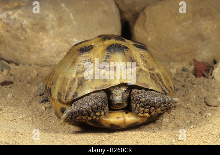 Russian Tortoise (Testudo horsfieldii) retreating into its shell. Cut ...