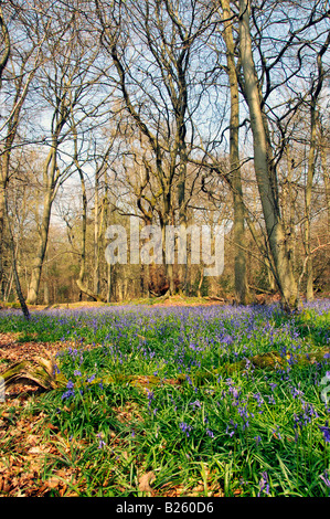 Bluebell woods 2 Stock Photo