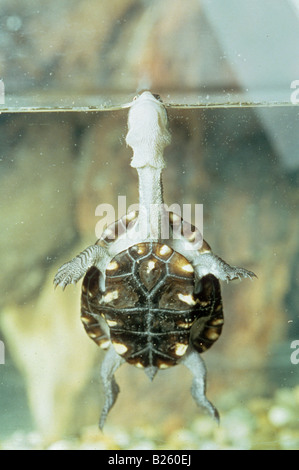 Common Long-necked Turtle (Chelodina longicollis) swimming to the waters surface order to breath Australia Stock Photo