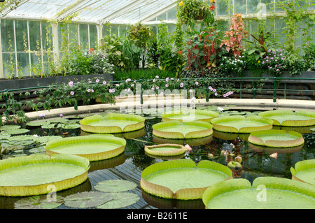 The Waterlily House at Kew Gardens, London Stock Photo