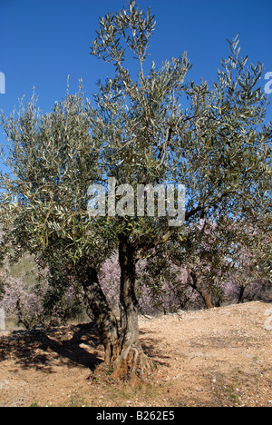 olive tee, and almond trees in blossom, near Fachecha, Alicante Province, Comunidad Valenciana, Spain Stock Photo