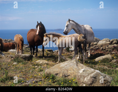 welsh mountain ponies - standing at the coast Stock Photo