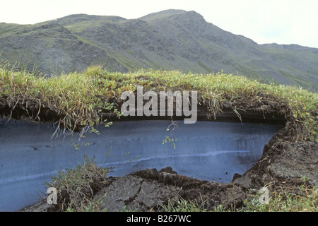 Permafrost covered by soil and vegetation Stock Photo