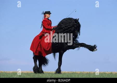 Friesian Horse (Equus caballus). Stallion with rider performing the Spanish walk Stock Photo