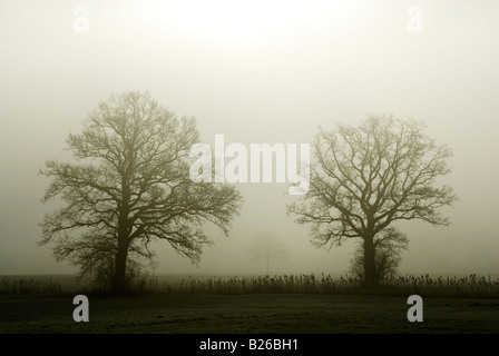 Two oak trees without leaves in fog, Bad Feilnbach, Upper Bavaria, Bavaria, Germany Stock Photo
