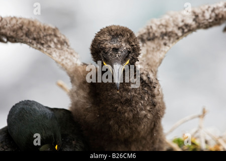 Close-up of Cormorant  bird sitting with chick Stock Photo