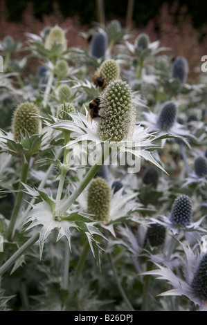 ERYNGIUM GIGANTEUM FLOWERS WITH BEES Stock Photo