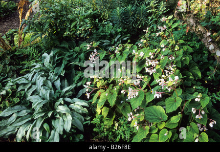 West Lodge South Sussex shady border Begonia evansiana Pulmonaria Cotton Cool Stock Photo