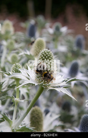 ERYNGIUM GIGANTEUM FLOWERS WITH BEES Stock Photo