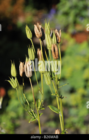 Aquilegia vulgaris Columbine seed pods Stock Photo