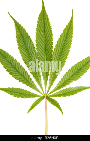 Pinnate Leaf Form of Cannabis Leaf Cut out on White Background England Stock Photo