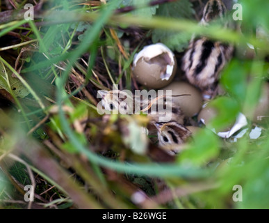 Newly Hatched Wild Pheasant Chicks In Nest - Phasianus colchicus Stock Photo