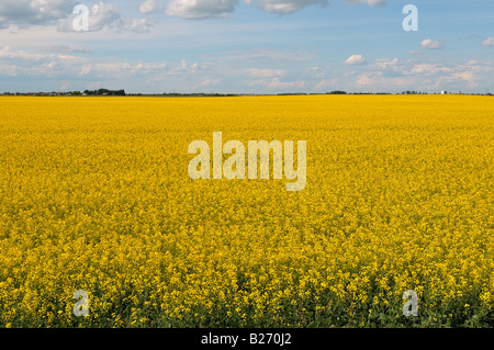 A farmers field of planted canola Stock Photo