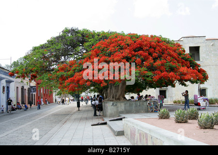 Flame Trees outside the Santo Domingo de Guzman Church, Oaxaca, Mexico. Stock Photo