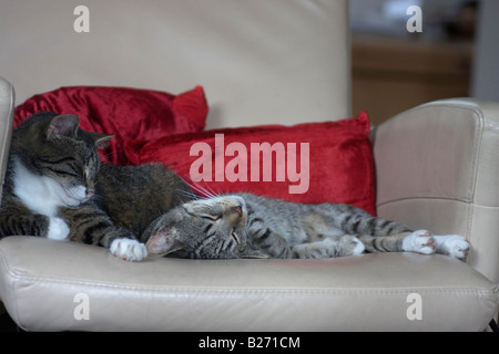Two tabby cats sleeping together on a chair. Stock Photo
