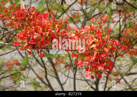 The Royal Poinciana Tree Delonix regia Fabaceae, aka Flame Tree, Flamboyant or Gulmohar, Oaxaca, Mexico Stock Photo