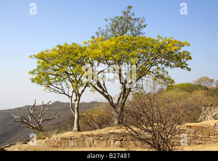 Acacia Tree, Monte Alban, near Oaxaca City, Oaxaca, Mexico Stock Photo