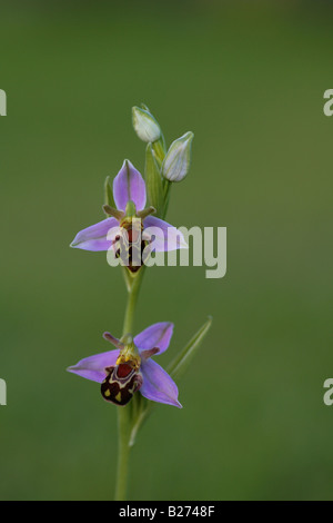 Bee Orchid Ophrys apifera flowers Stock Photo