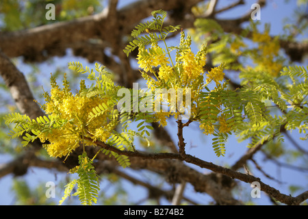 Acacia Tree, Monte Alban, near Oaxaca City, Oaxaca, Mexico Stock Photo