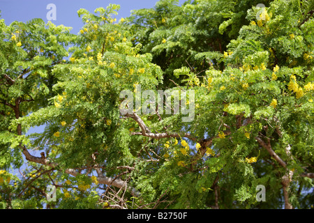 Acacia Tree, Monte Alban, near Oaxaca City, Oaxaca, Mexico Stock Photo