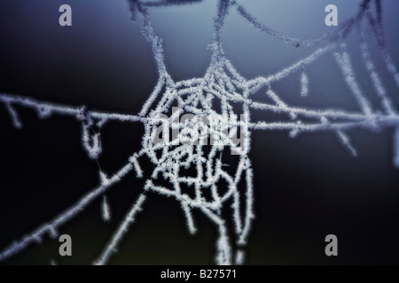 Frosty spiders web UK Stock Photo