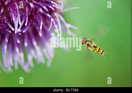 Episyrphus balteatus. Marmalade Hoverfly flying around a spear thistle in the english countryside. UK Stock Photo