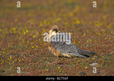 Red-footed Falcon Falco vespertinus female sitting on ground near Kalloni, Lesvos, Greece in April. Stock Photo