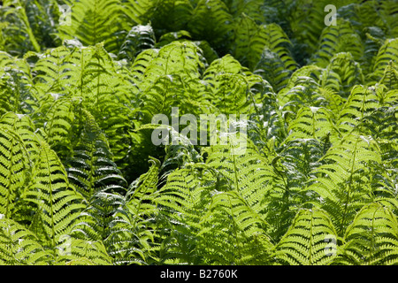 Emerging leaves of Matteucia struthiopteris - shuttlecock fern Stock Photo