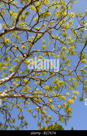 Acacia Tree, Monte Alban, near Oaxaca City, Oaxaca, Mexico Stock Photo