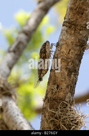 Cicada in an Acacia Tree, Monte Alban, near Oaxaca City, Oaxaca, Mexico Stock Photo