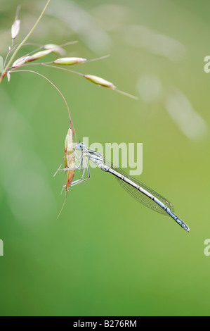 Platycnemis pennipes. White-Legged Damselfly Stock Photo