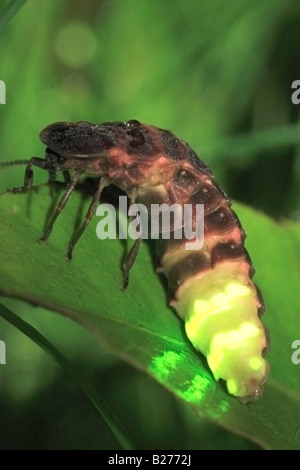 Glow-Worm, Adult Female. (Lampyris noctiluca) Stock Photo