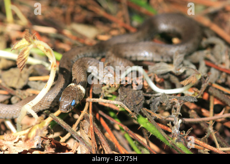 grass snake natrix natrix shedding skin uk molting stock