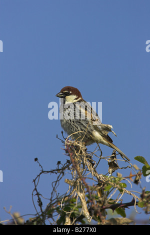 Spanish Sparrow Passer hispaniolensis male perched on bramble at Faneromeni, Lesvos, Greece in April. Stock Photo