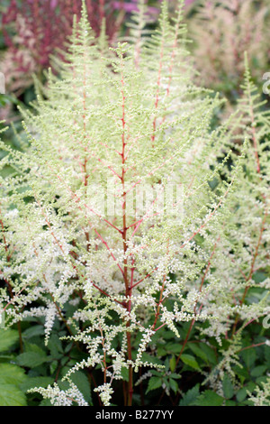ASTILBE SIMPLICIFOLIA PRAECOX ALBA IN THE NATIONAL COLLECTION OF ASTILBE AT MARWOOD HILL GARDENS NORTH DEVON Stock Photo