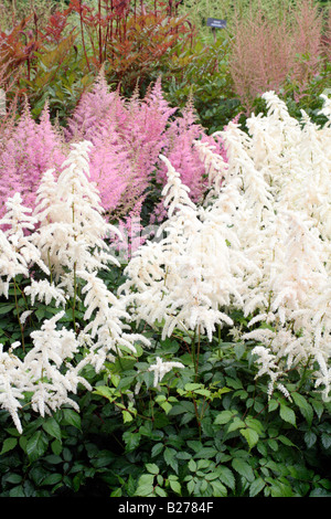 ASTILBE DEUTSCHLAND WHITE WITH ASTILBE AMERIKA SYN AMERICA IN THE NATIONAL COLLECTION OF ASTILBE AT MARWOOD HILL GARDENS Stock Photo