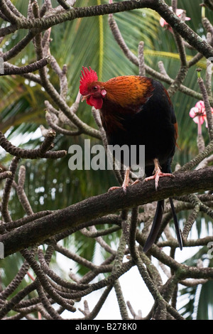 A wild rooster roosting in a tree on Kauai, in the Hawaiian Islands. Stock Photo