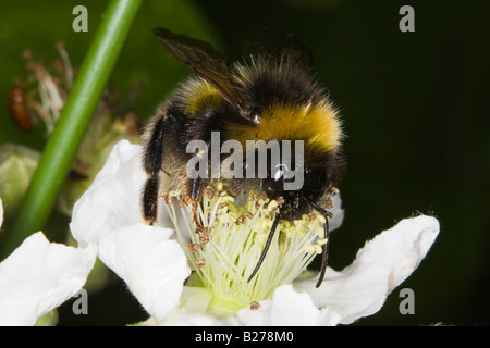 Bumblebee (Bombus hortorum) collecting pollen on bramble flower Stock Photo