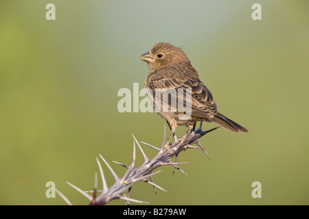 House Finch Stock Photo