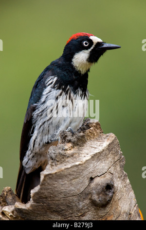 Acorn Woodpecker Stock Photo