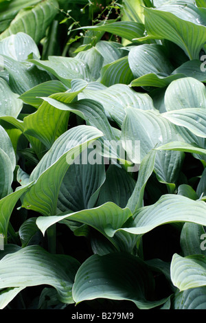 HOSTA KROSSA REGAL AGM AT MARWOOD HILL GARDENS NORTH DEVON Stock Photo