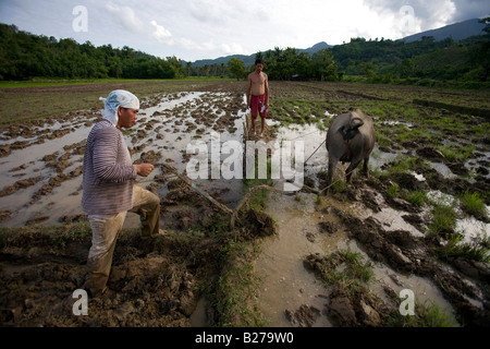 A Filipino worker drives a carabao while tending a rice field near Mansalay, Oriental Mindoro, Philippines. Stock Photo