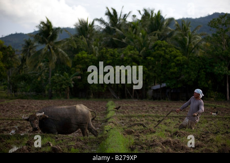 A Filipino worker drives a carabao while tending a rice field near Mansalay, Oriental Mindoro, Philippines. Stock Photo