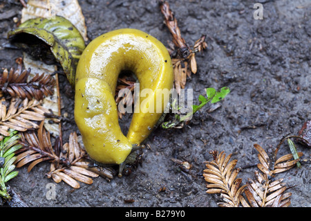 North American Terrestrial Banana Slug Stock Photo